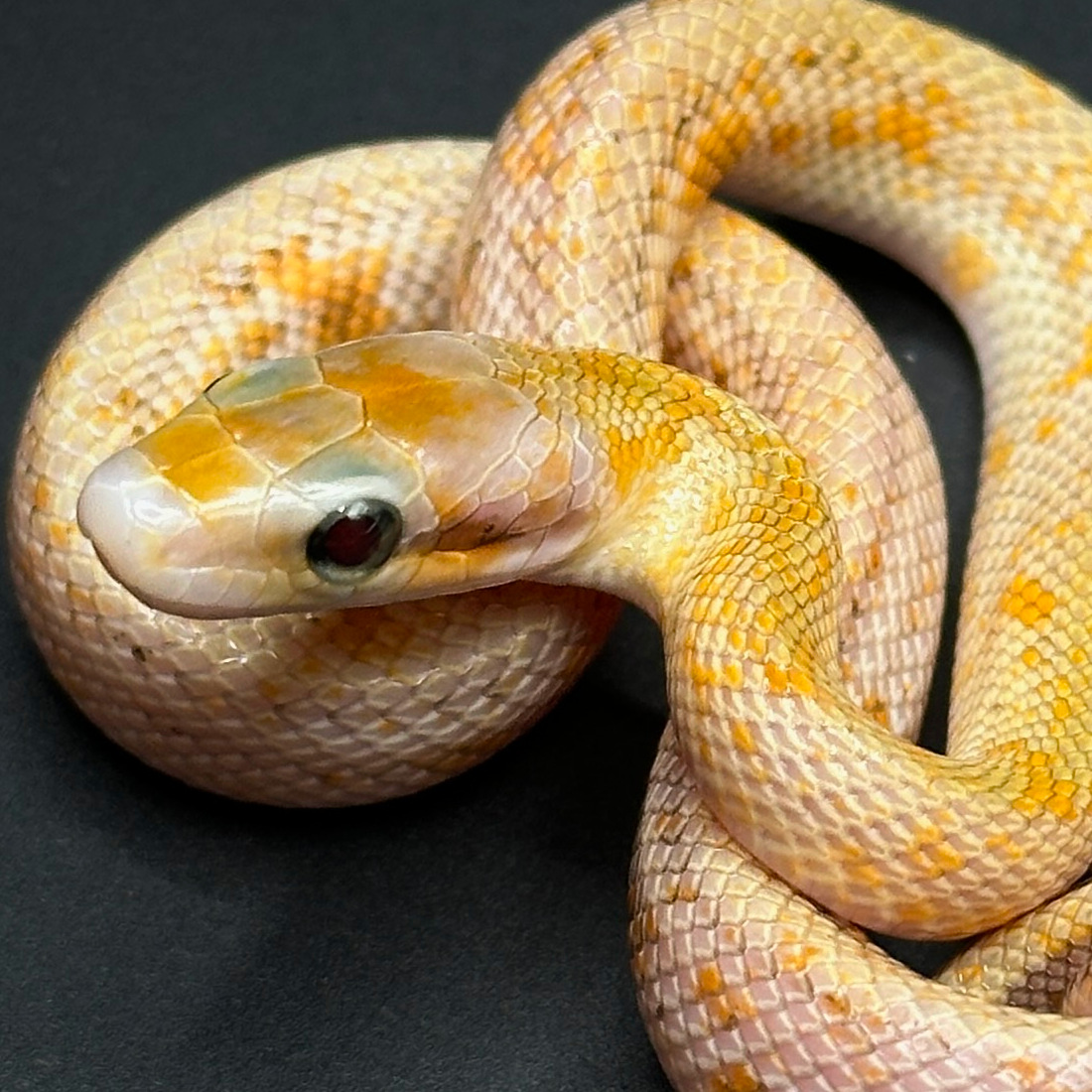 Beauty Rat Snakes