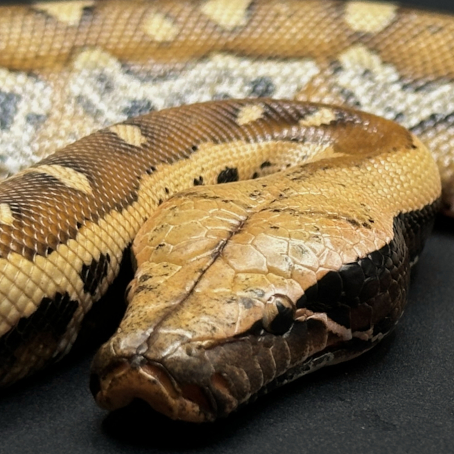Blood Pythons