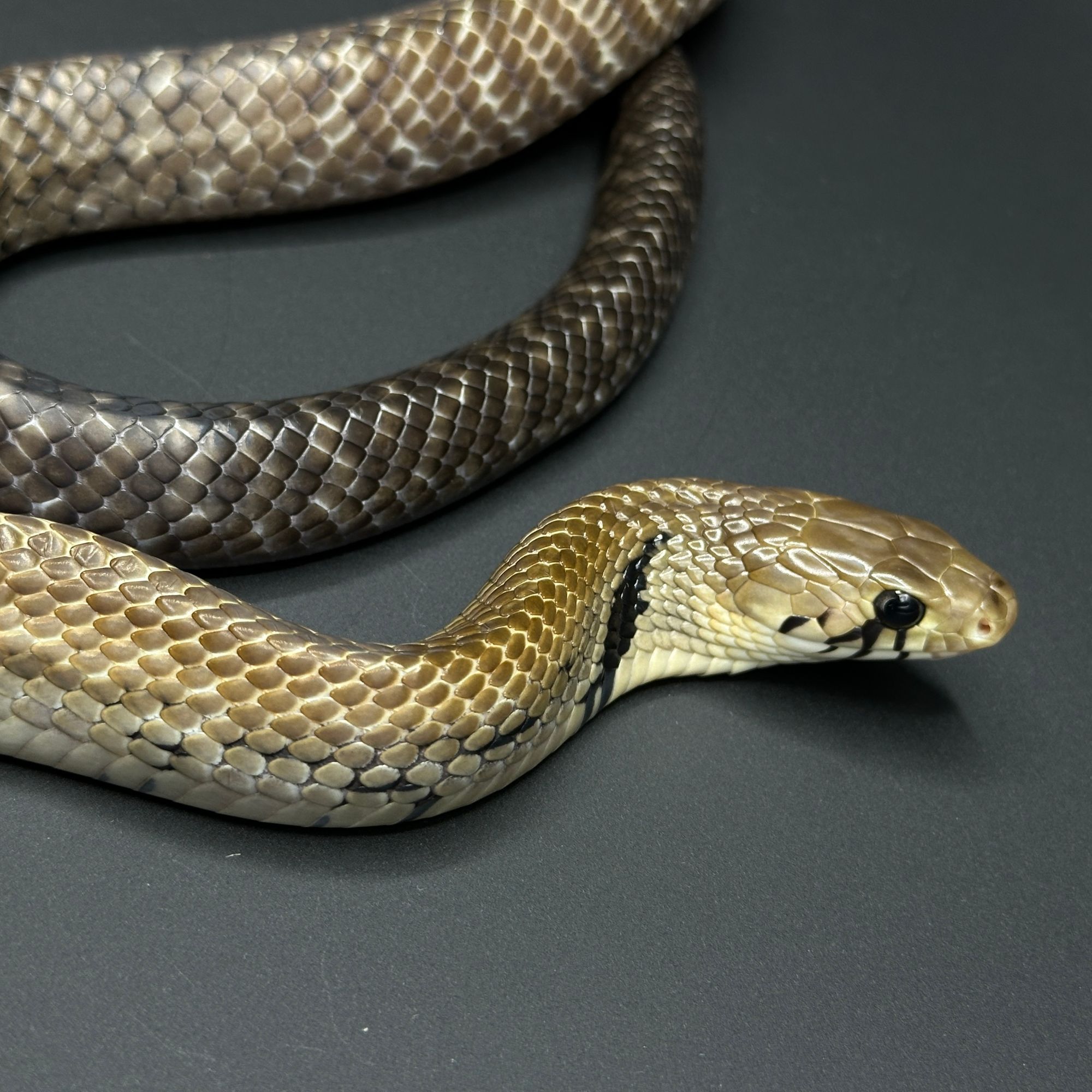 Cribo & Indigo Snakes