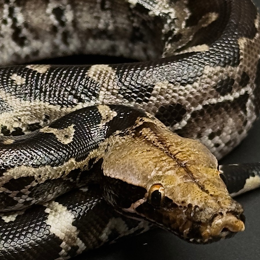 Short-Tailed Pythons